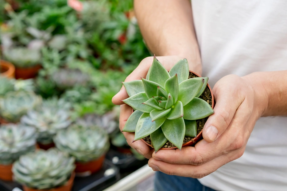 Two hands holding a succulent in a small pot