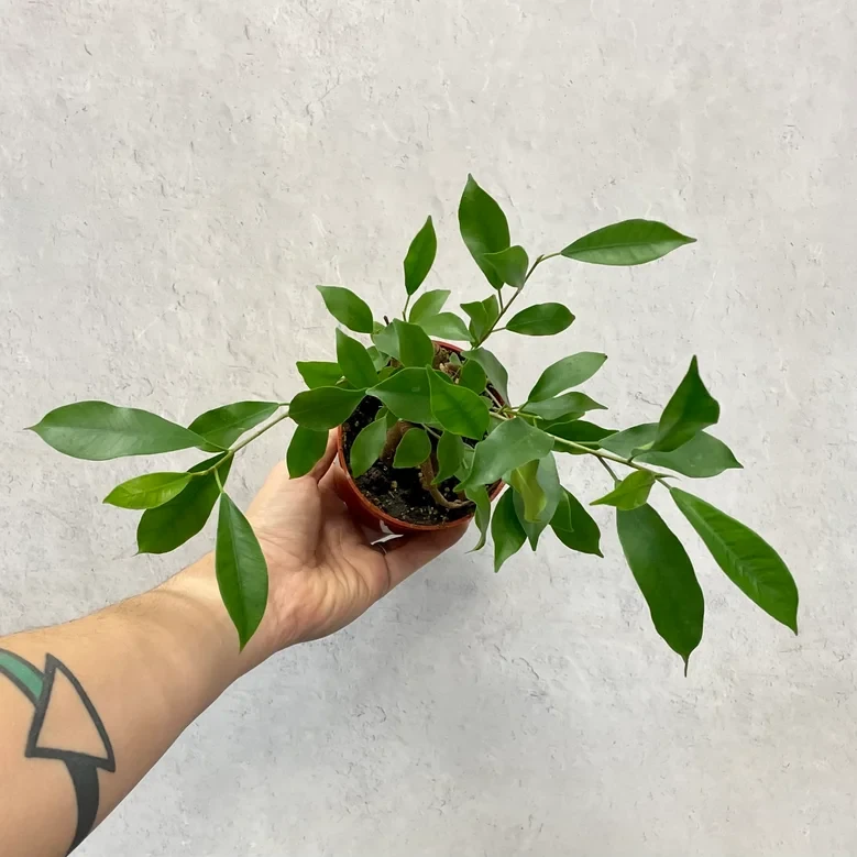 ginseng ficus