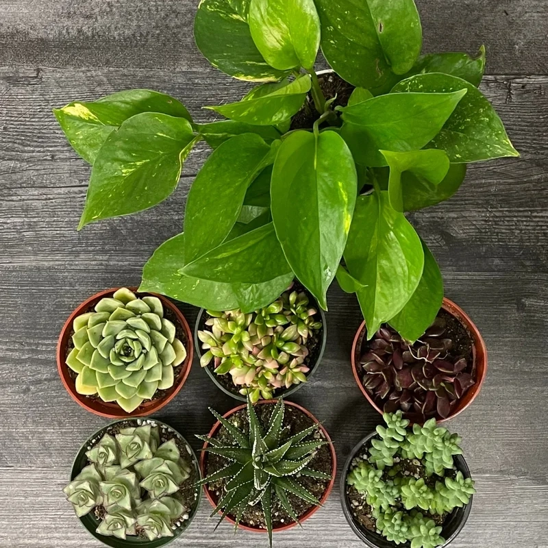tropical succulents bundle
