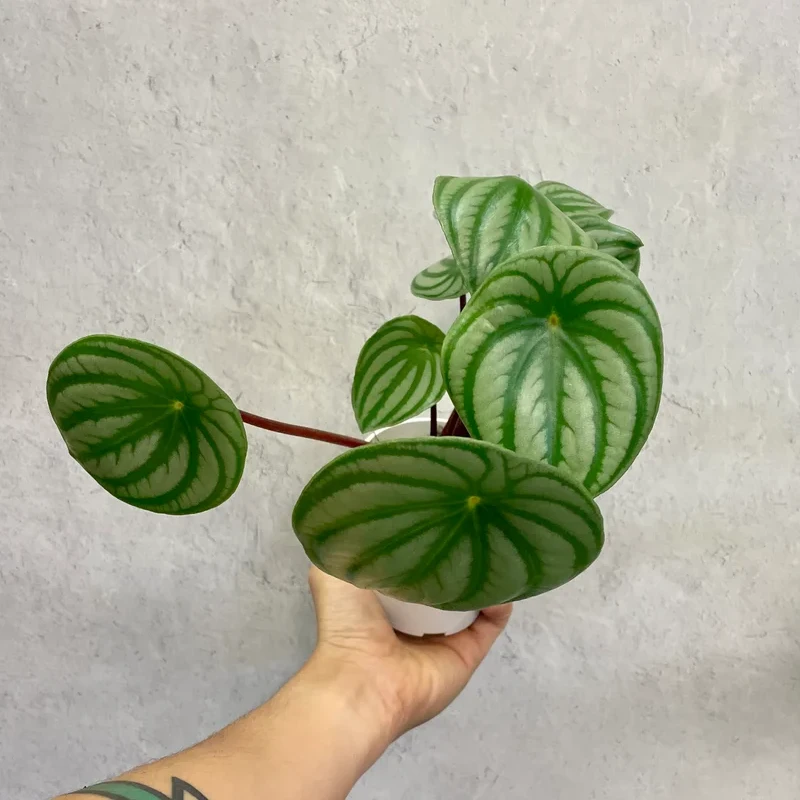 watermelon pepperomia