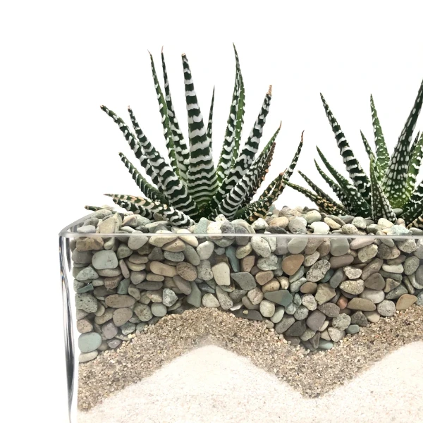 zebra haworthia pet friendly indoor plant