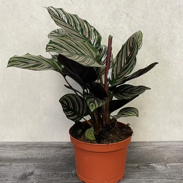 pinstripe prayer plant
