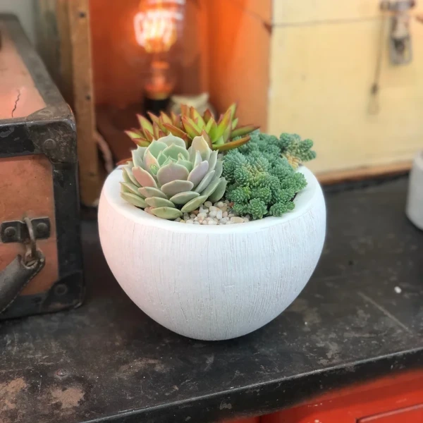 echeveria succulents in pot for indoors