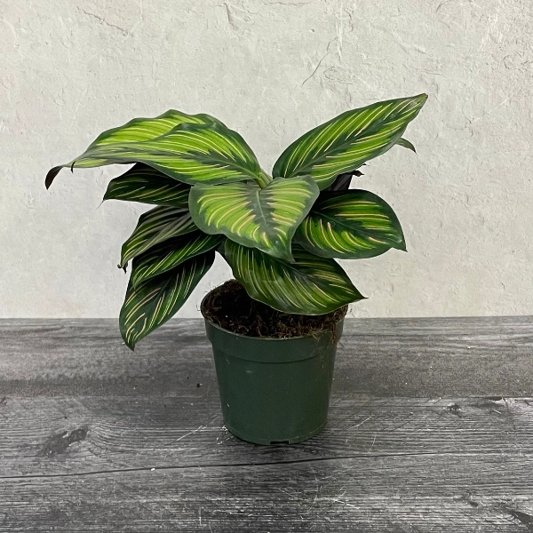 Pet-friendly peacock plant