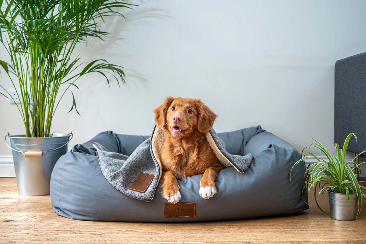 pet-friendly indoor plants for pets at home