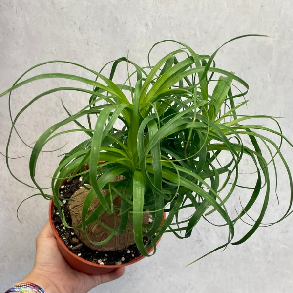 ponytail palm plant dog-friendly