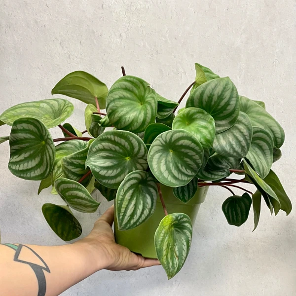 beautiful watermelon peperomia plant